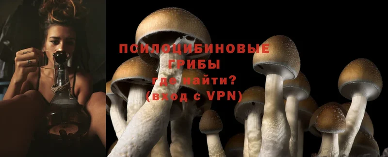 закладка  Биробиджан  Псилоцибиновые грибы MAGIC MUSHROOMS 